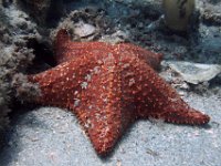 Cushion Sea Star Knoby spines form net-like geometric design of contrasting color.